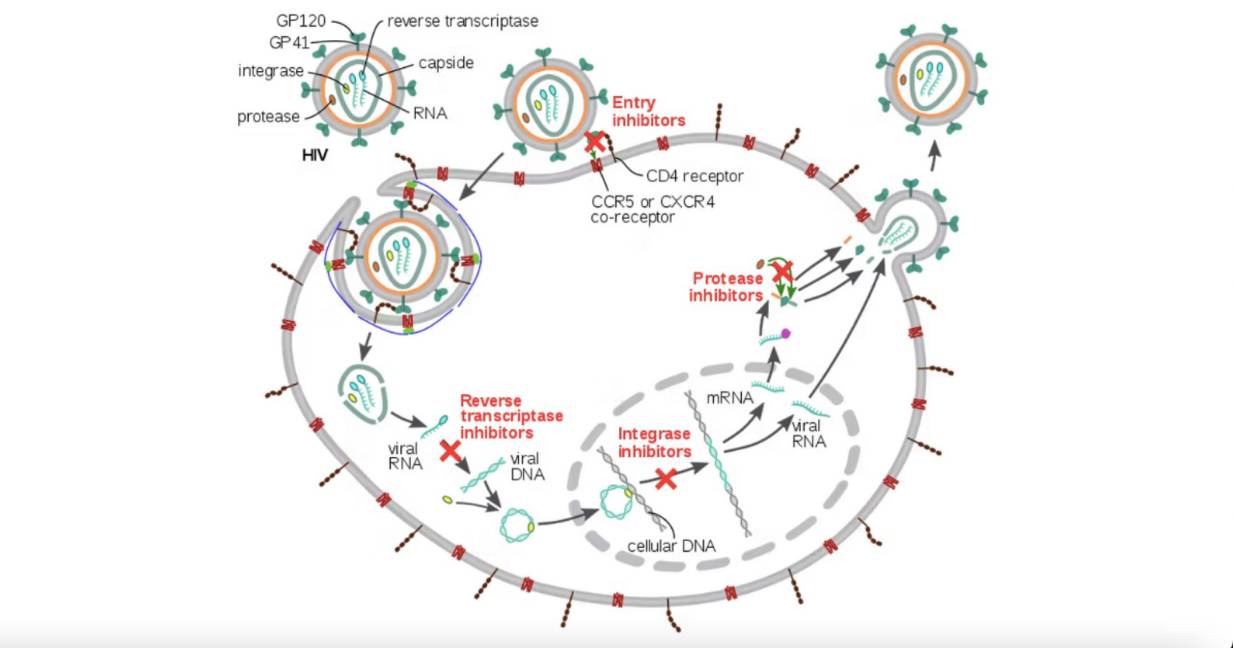 $!Cuatro clases diferentes de medicamentos antivirales inhiben el VIH. Uno impide que los virus entren en las células y tres inhiben diferentes enzimas virales.