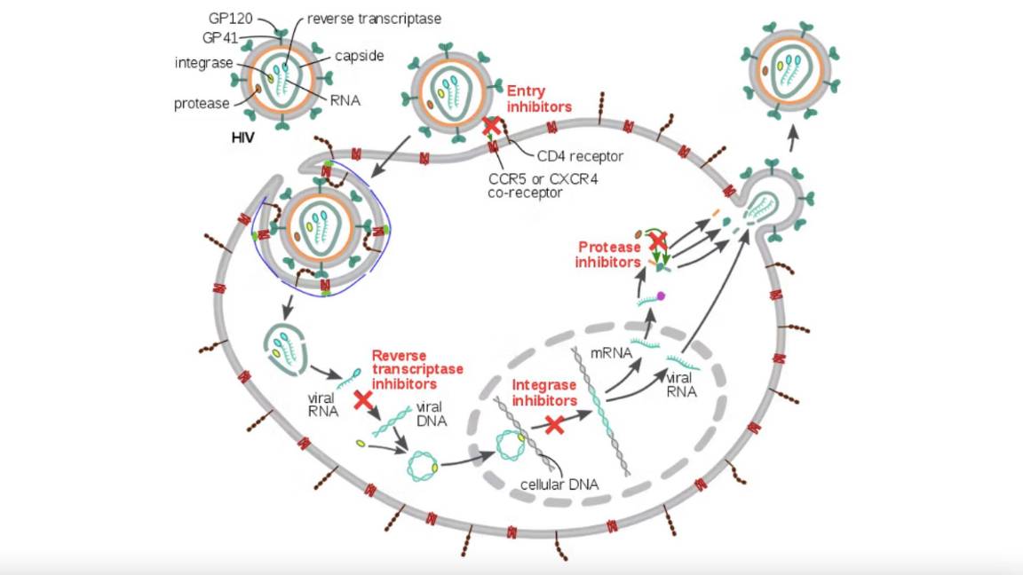 $!Cuatro clases diferentes de medicamentos antivirales inhiben el VIH. Uno impide que los virus entren en las células y tres inhiben diferentes enzimas virales.