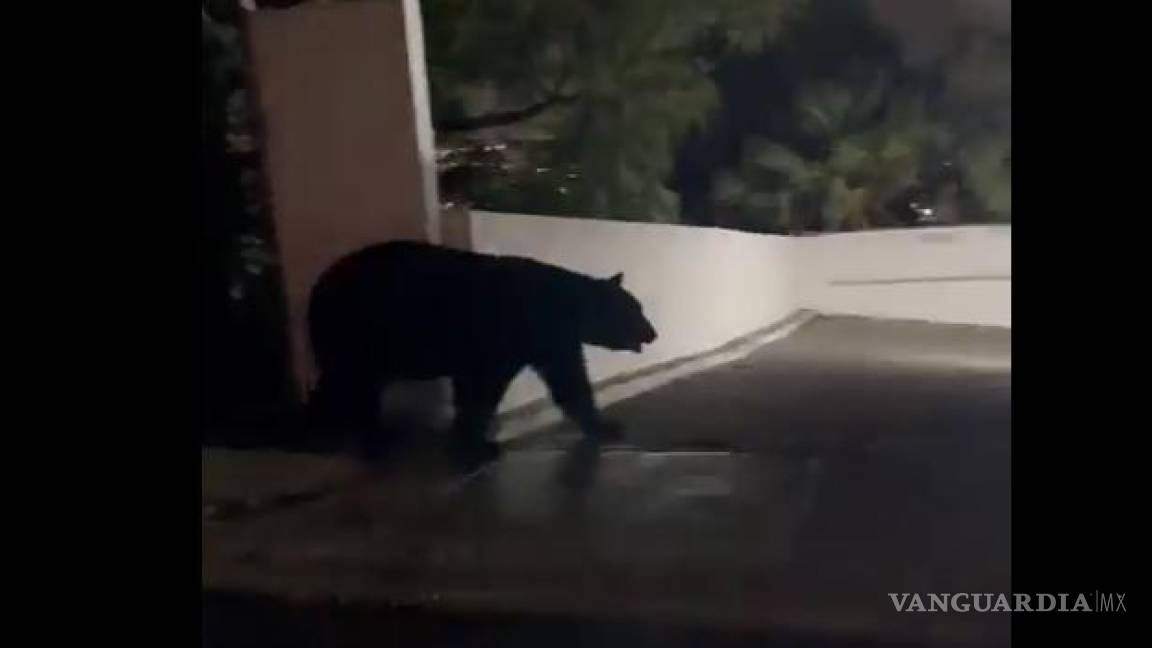 Lluvias hacen bajar a enorme oso negro a las calles de Monterrey, Nuevo León