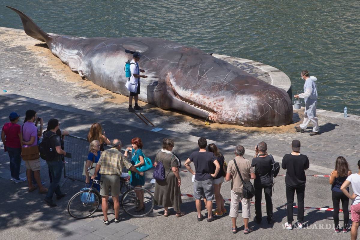 Encalla un &quot;cachalote&quot; en el borde del río Sena en París