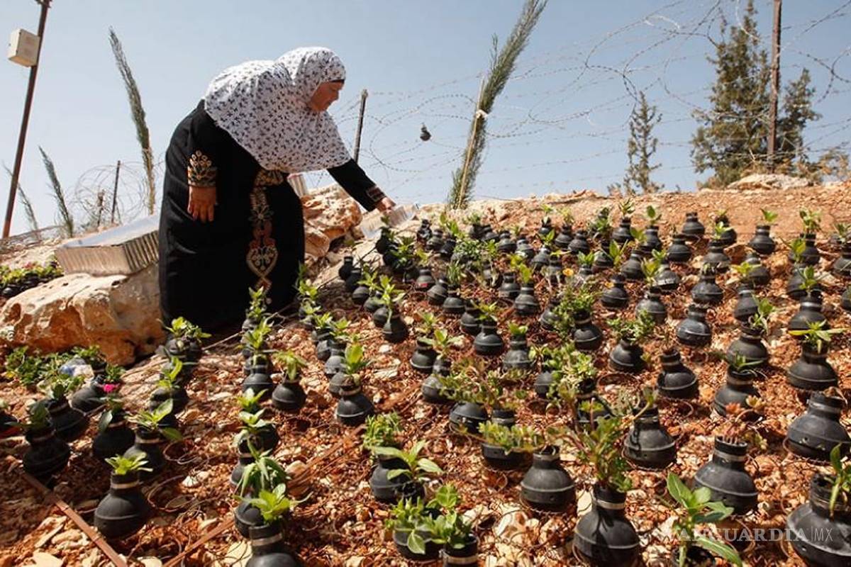 Mujer palestina planta flores en restos de granadas israelíes