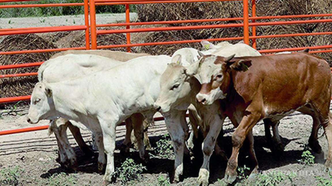 $!Al menos cuatro bandas dedicadas al abigeato fueron detectadas en Tabasco y los límites con Chiapas