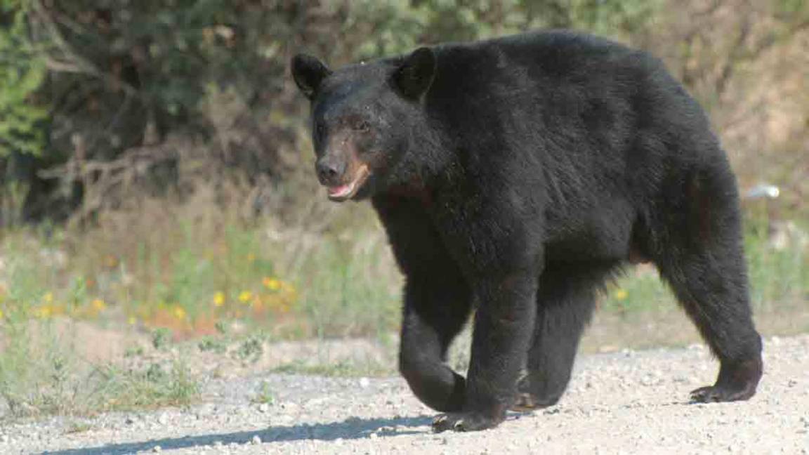 Osos disminuirán su actividad en invierno, por falta de comida en la sierra, afirma Eglantina Canales