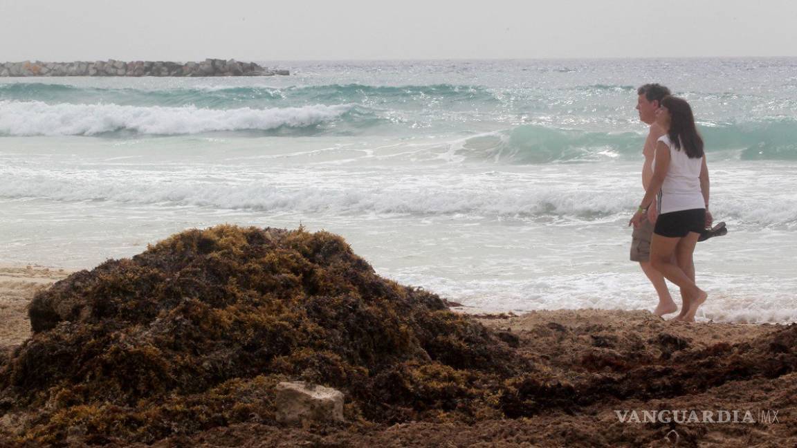 $!Futuro del mar Caribe está en riesgo por el sargazo, alertan científicos