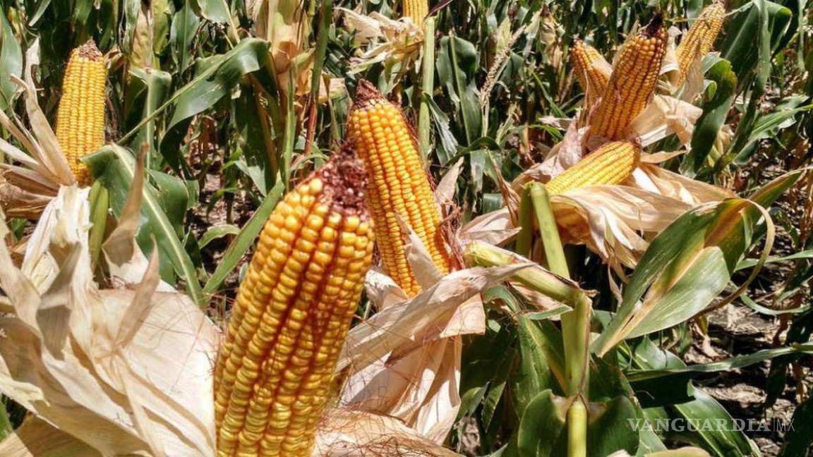 Monsanto gana amparo contra decreto que prohíbe maíz transgénico y glifosato, gobierno lo impugnará