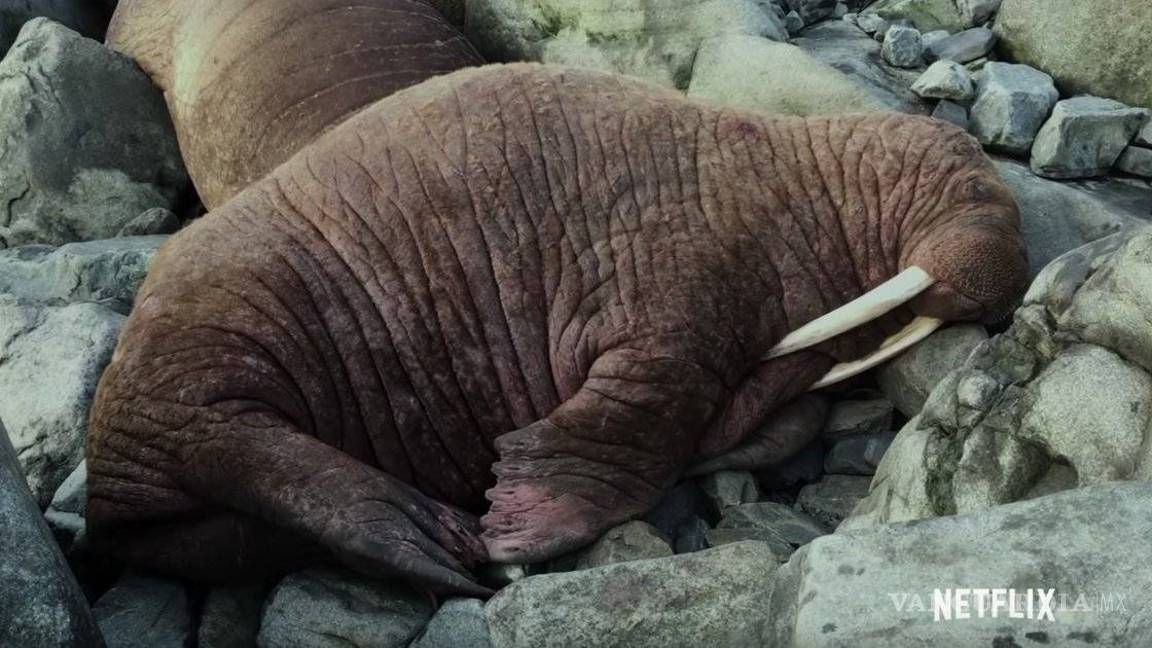 Una rara cría de morsa fue rescatada en Alaska, donde fue hallada  deambulando sola