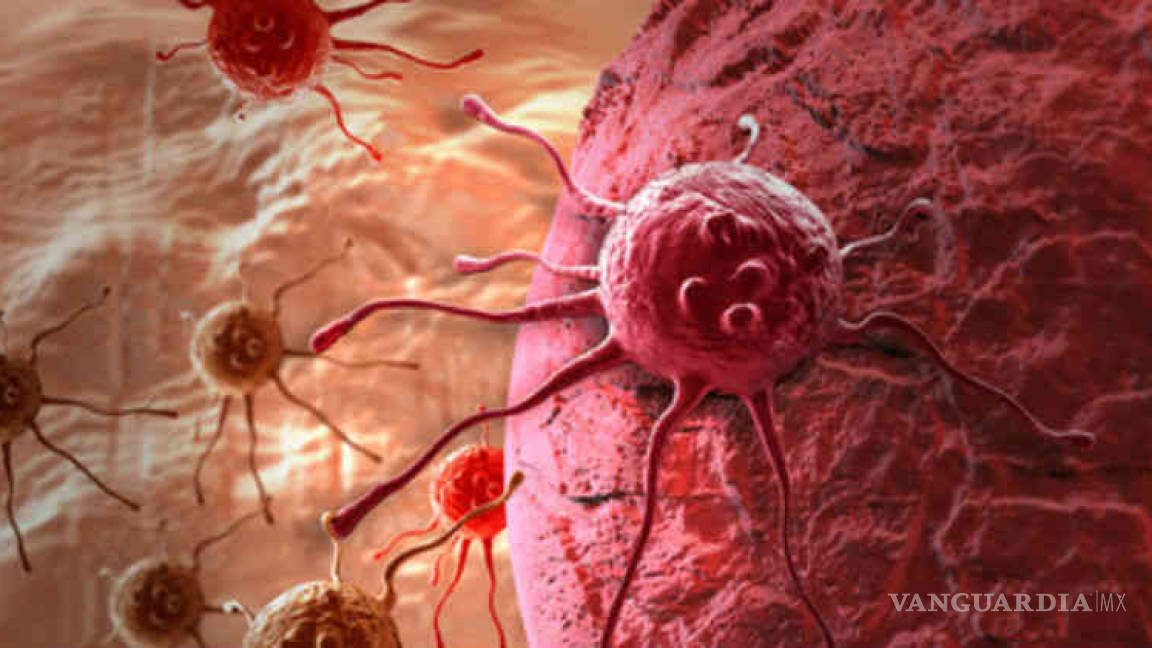 $!Del desarrollo embrionario al cáncer