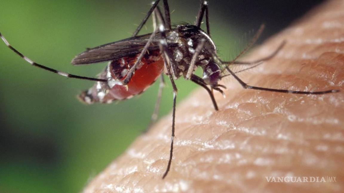 Tras confirmación de caso en Frontera, refuerzan acciones contra el dengue en Monclova