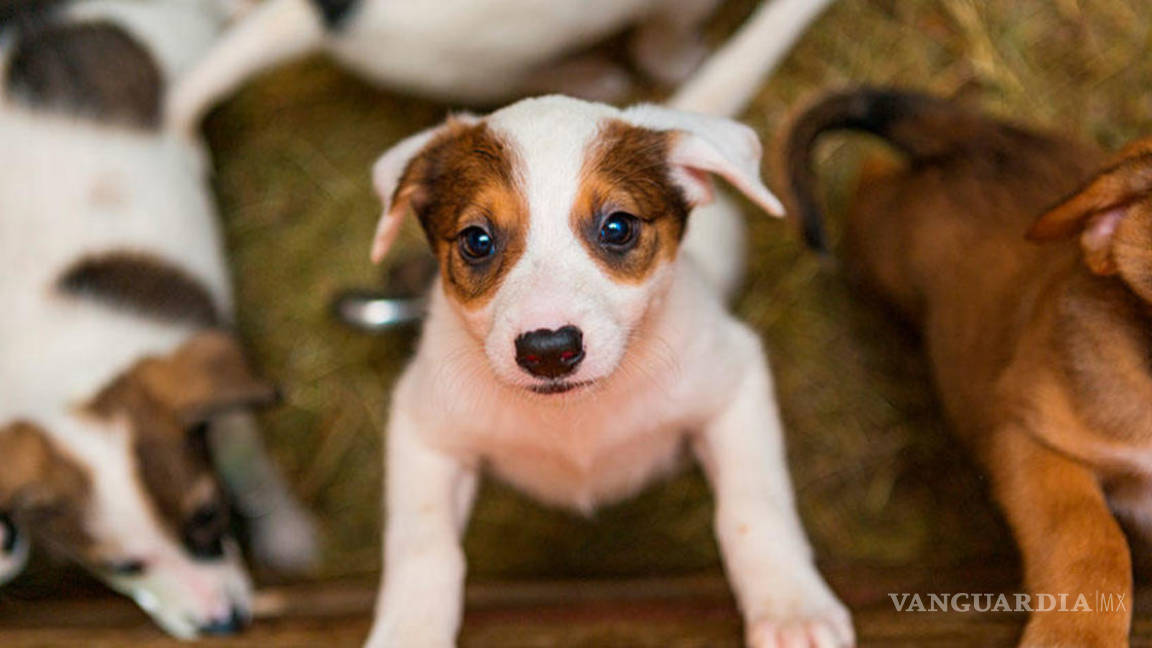 Buscan 8 personas en NL adoptar legalmente a sus perros y darles sus apellidos