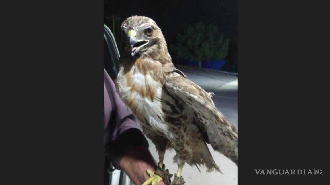 Saltillo: rescatan águila que ofrecían en ‘subasta’ por redes sociales