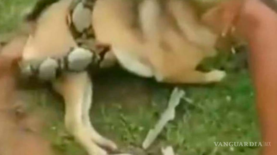 Increíble, niños se enfrentan a enorme serpiente para salvar a su perro (video)