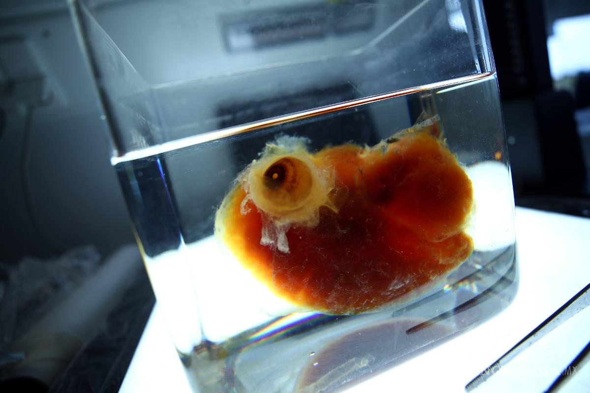 Científicos alemanes crean órganos humanos transparentes