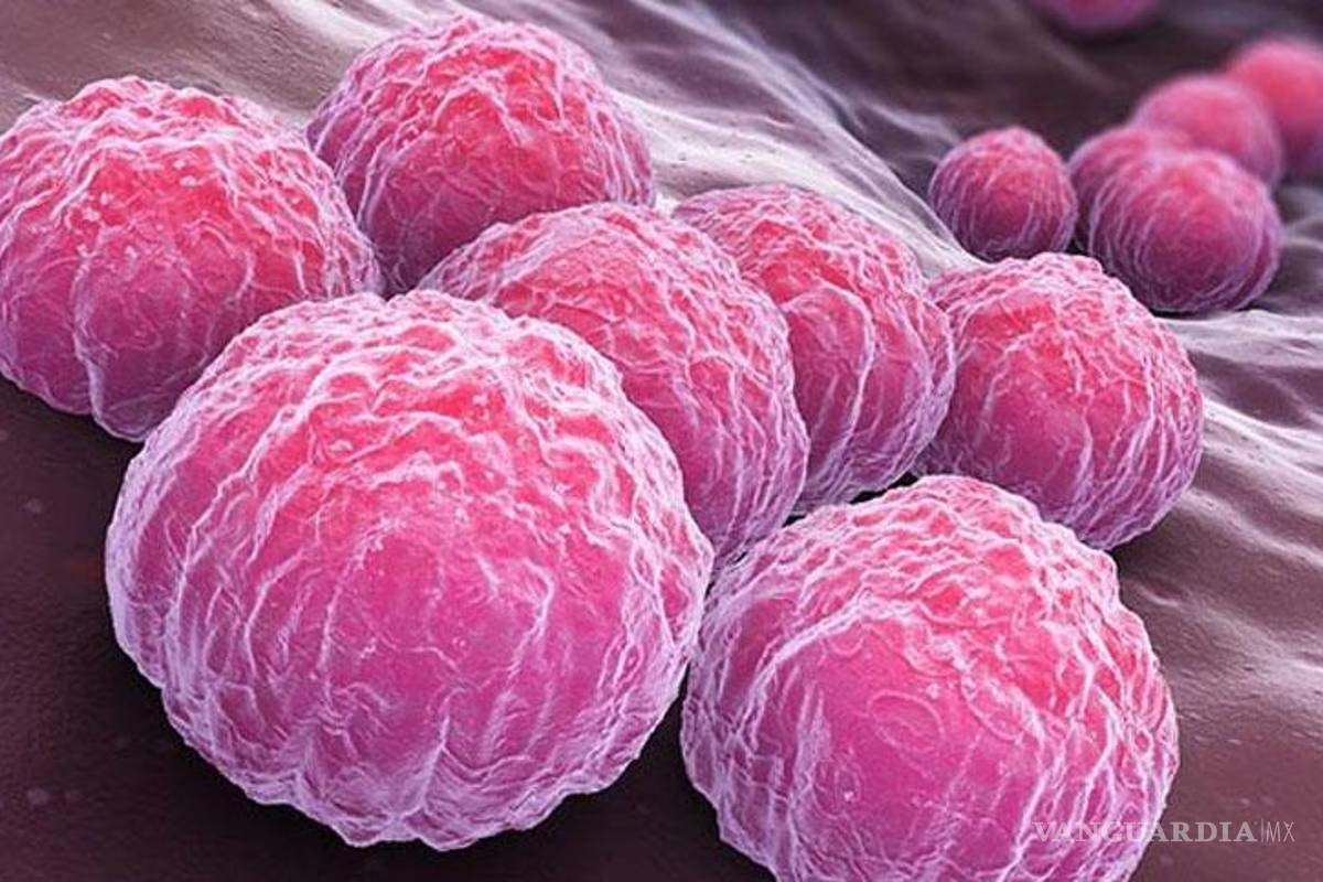 Clamidia, ¿Qué es?, conoce sus síntomas y tratamiento