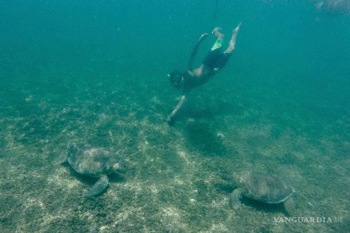 Suspenden nado con tortugas en Akumal