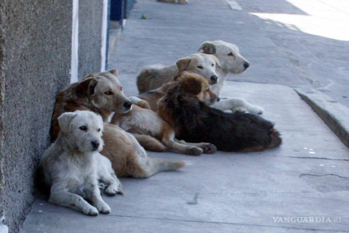 Piedras Negras ha rescatado a decenas de perros hacinados y maltratados