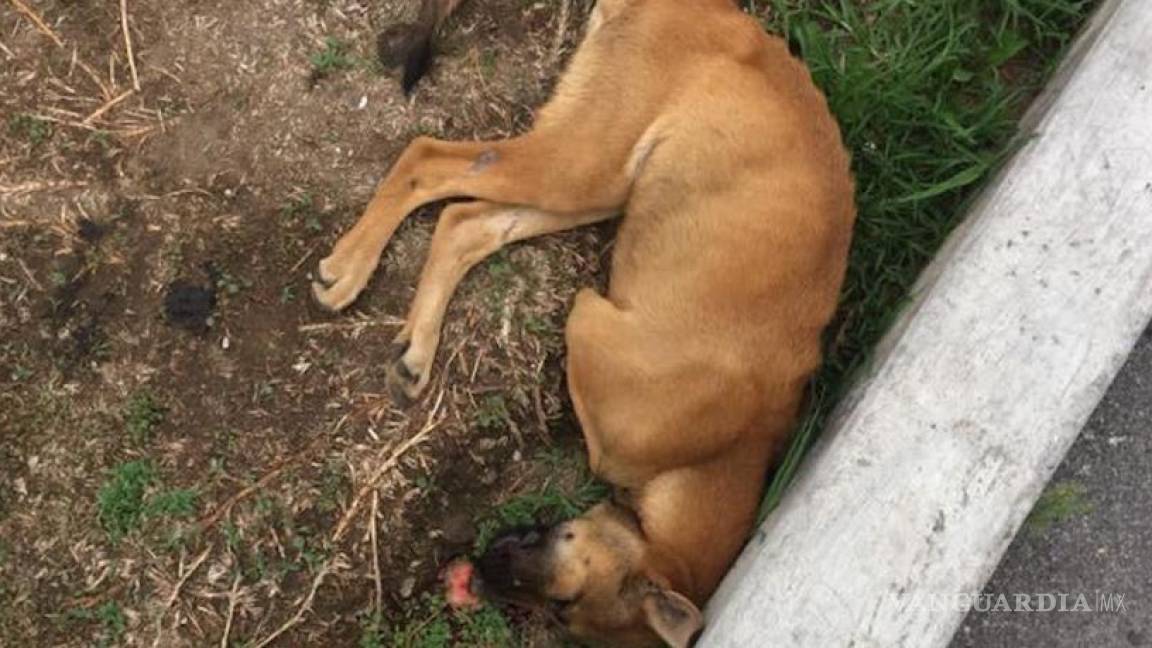 Vecinos de Edomex denuncian un envenenamiento masivo de perros con bolsas de comida