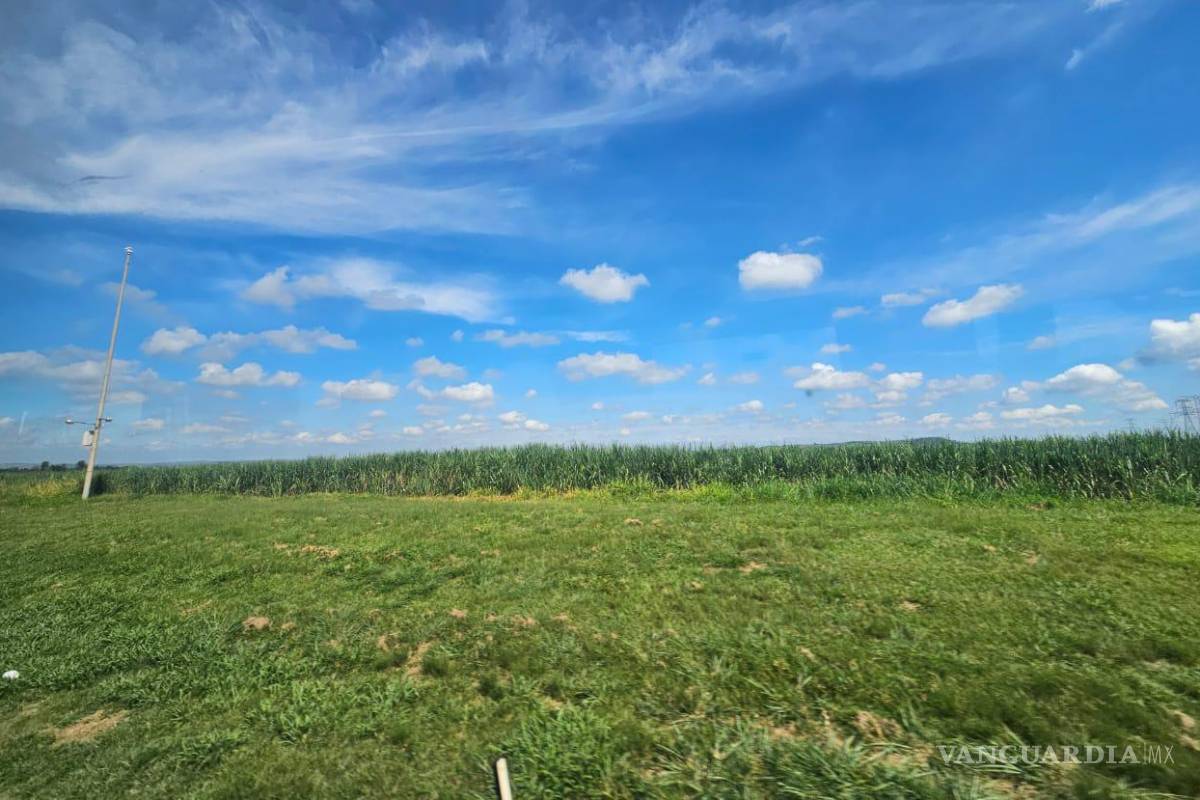 Brasil, sembrando futuro y cosechando independencia; una lección para México