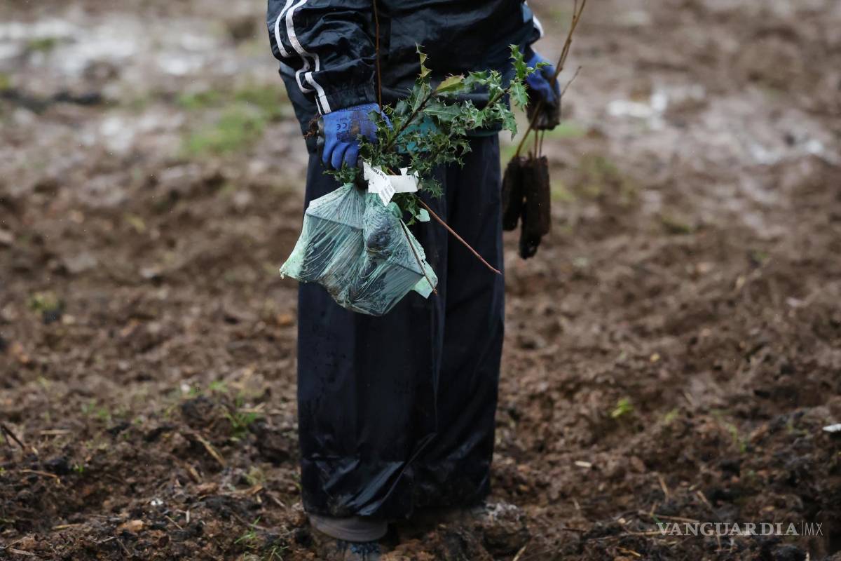 ‘Tiny Forests’, bosques urbanos que buscan ser una solución verde para oxigenar las grandes ciudades