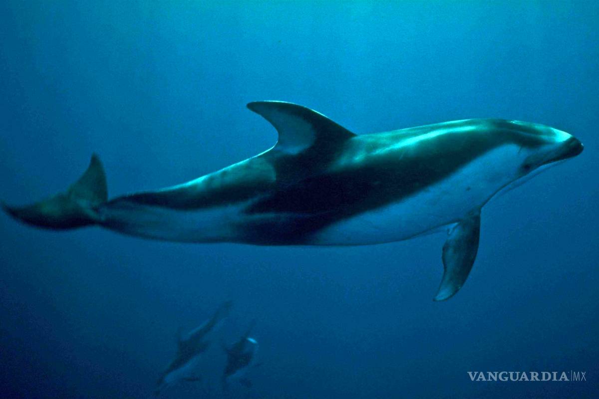 Con apenas 60 ejemplares, la vaquita marina está al borde de la extinción