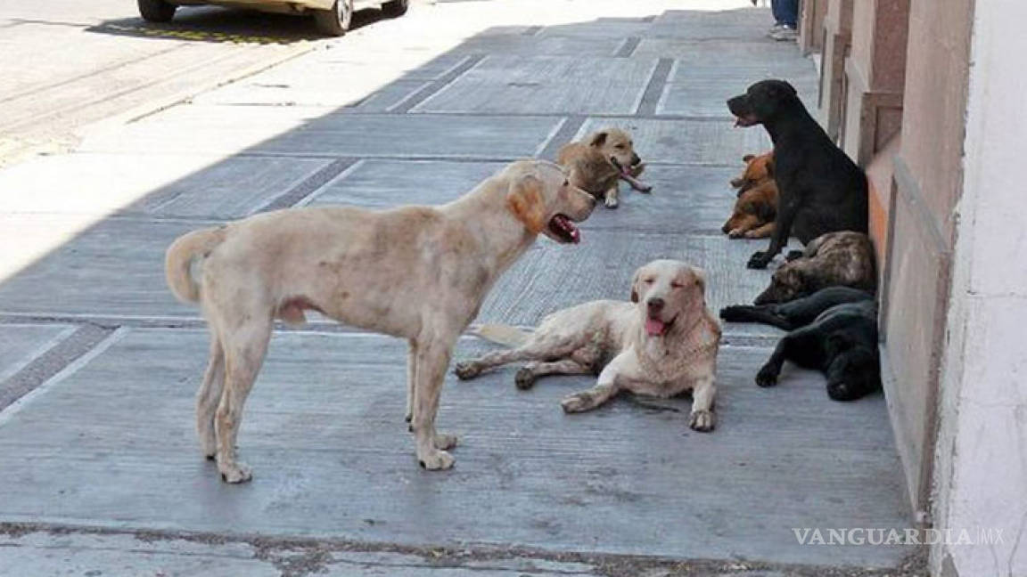 Denuncian crueldad contra perros en Zacatecas