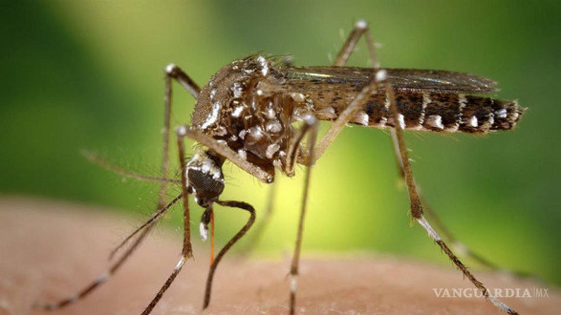 Hay 731 casos sospechosos de zika en Monclova