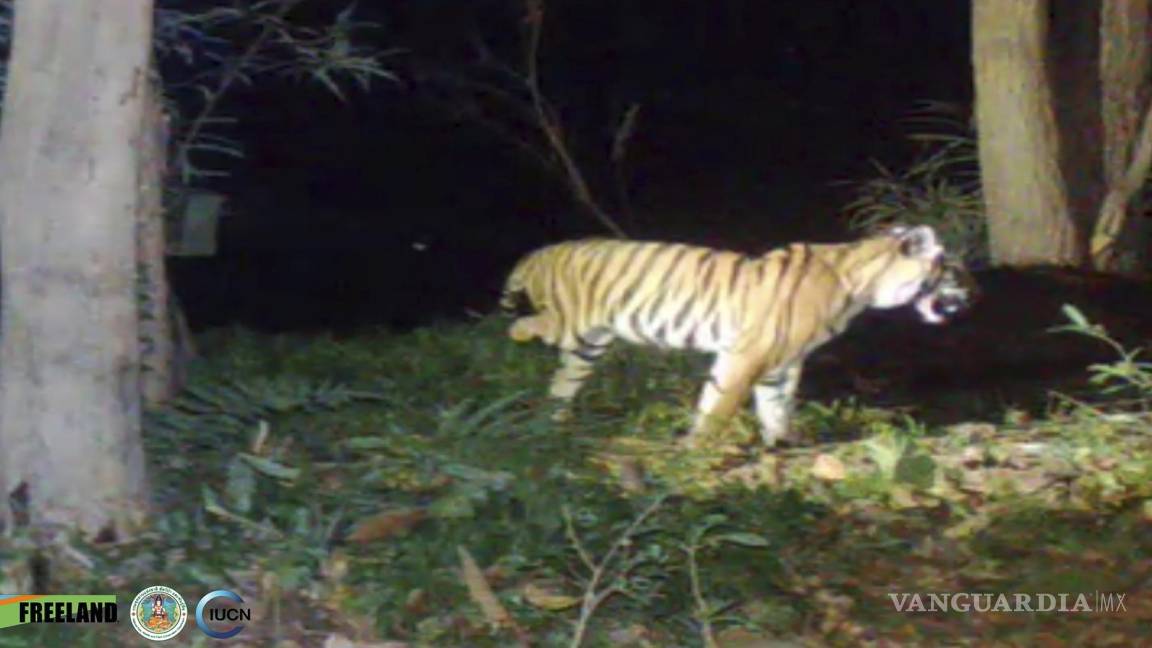 Tratan de ayudar a una tigresa de 3 patas en Tailandia