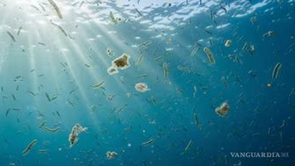 Autoridades de salud de EEUU alertan a bañistas de bacteria carnívora en aguas costeras