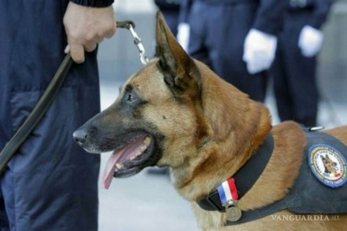 'Diesel', heroína canina muere durante operativo antiterrorista en París
