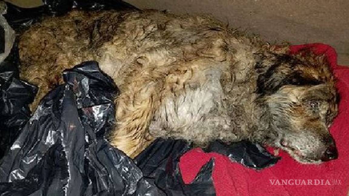 Dejan morir a perro en bolsa de basura, afortunadamente fue rescatado