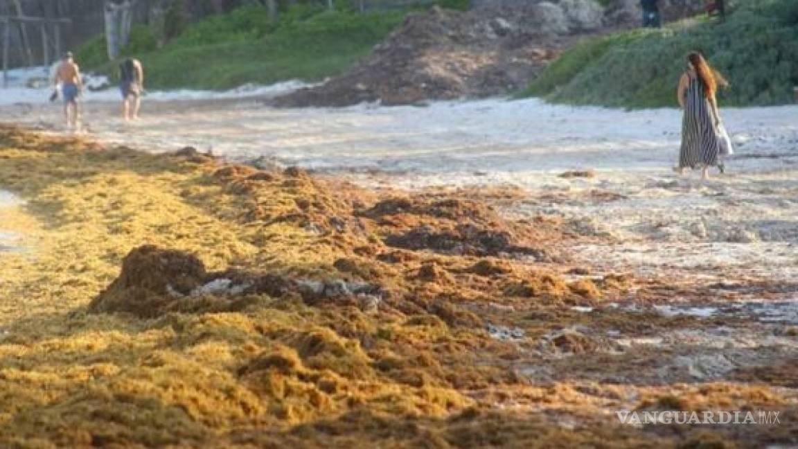 Gobierno de Quintana Roo dice que las playas están limpias, aunque llegan toneladas de sargazo