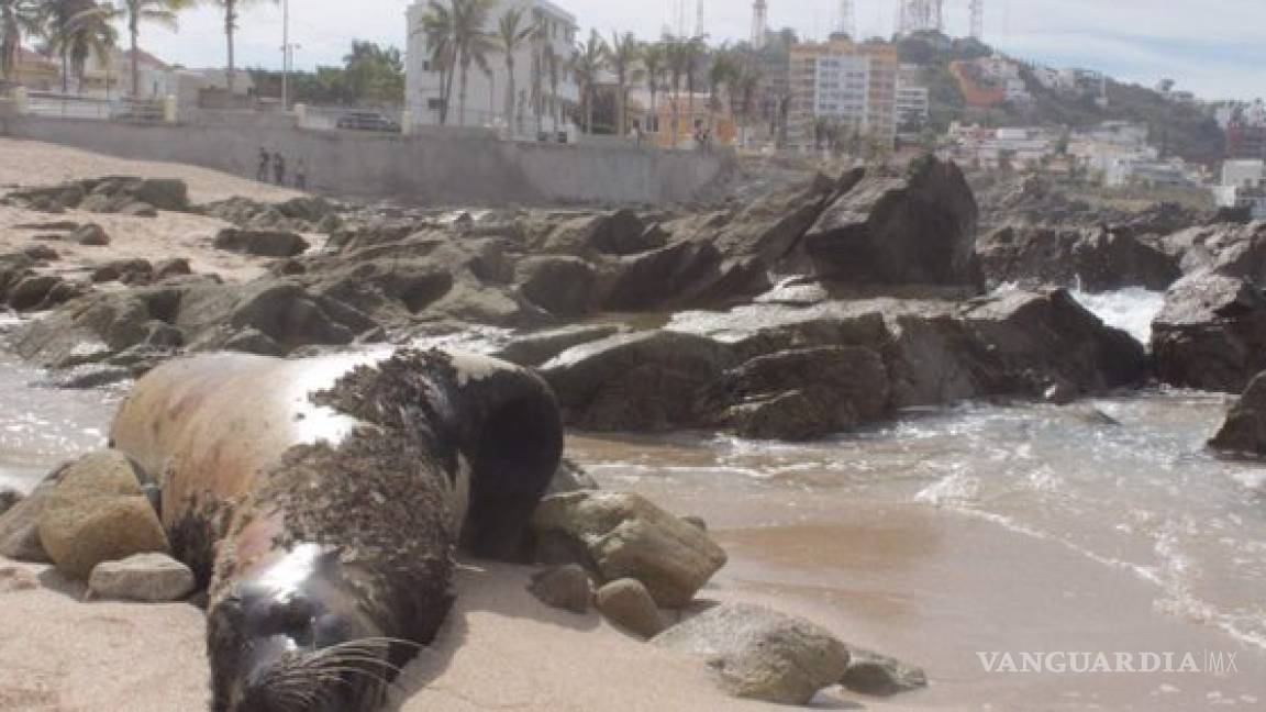 Hallan otros dos lobos marinos muertos en playa de Mazatlán