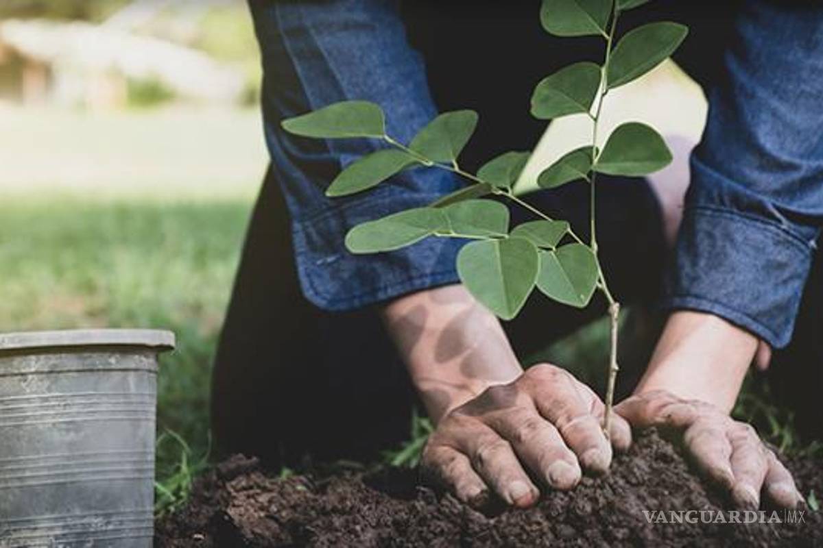 ¿Qué es y por qué es importante la reforestación?