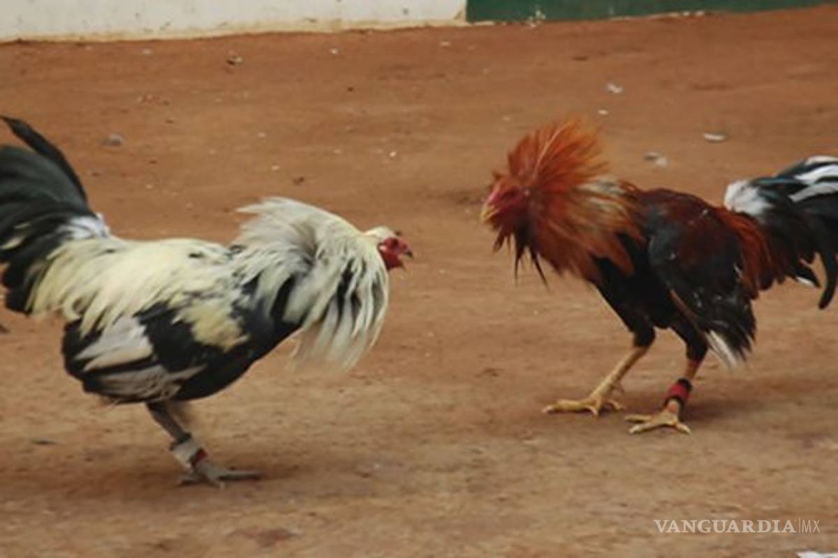 Ejecutan a transportista en palenque de Monterrey, Nuevo León