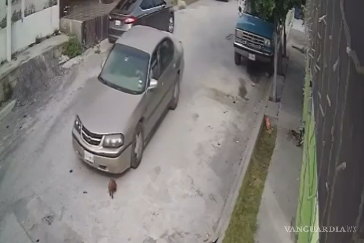 Arrolla conductor intencionalmente a cachorro en Frontera (video)
