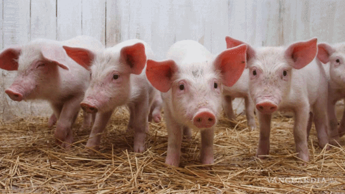 Órganos de cerdo podrían al fin trasplantarse en humanos