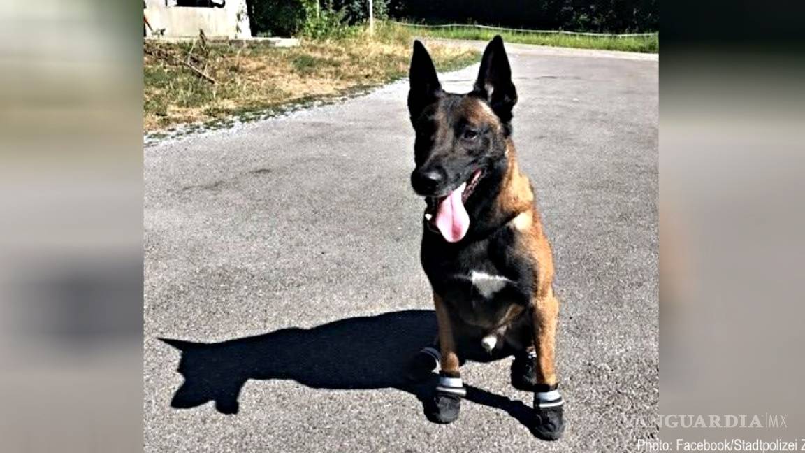 Perros policía suizos llevan zapatos debido al intenso calor