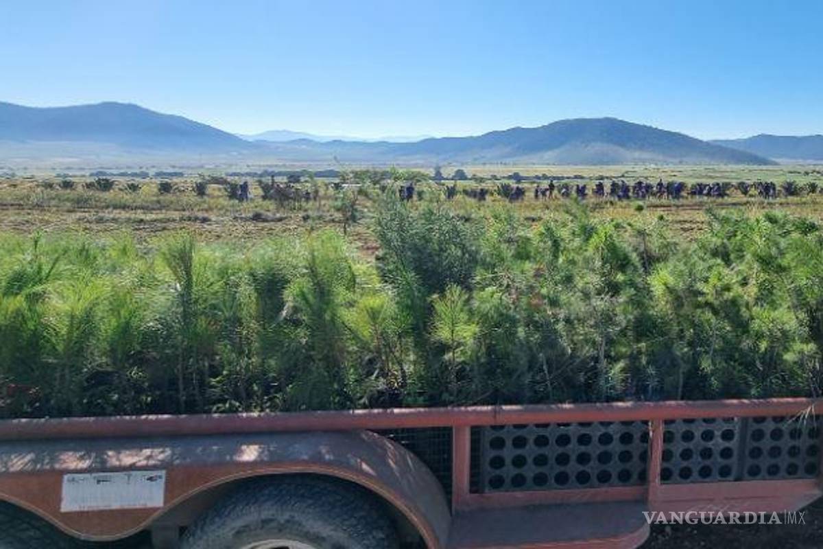 Arranca organización ciudadana reforestación en la Sierra de Arteaga, y ¡tú puedes apoyar!