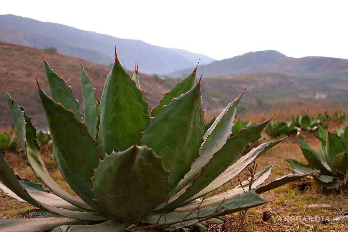 El mezcal es el nuevo negocio del CJNG en Guerrero