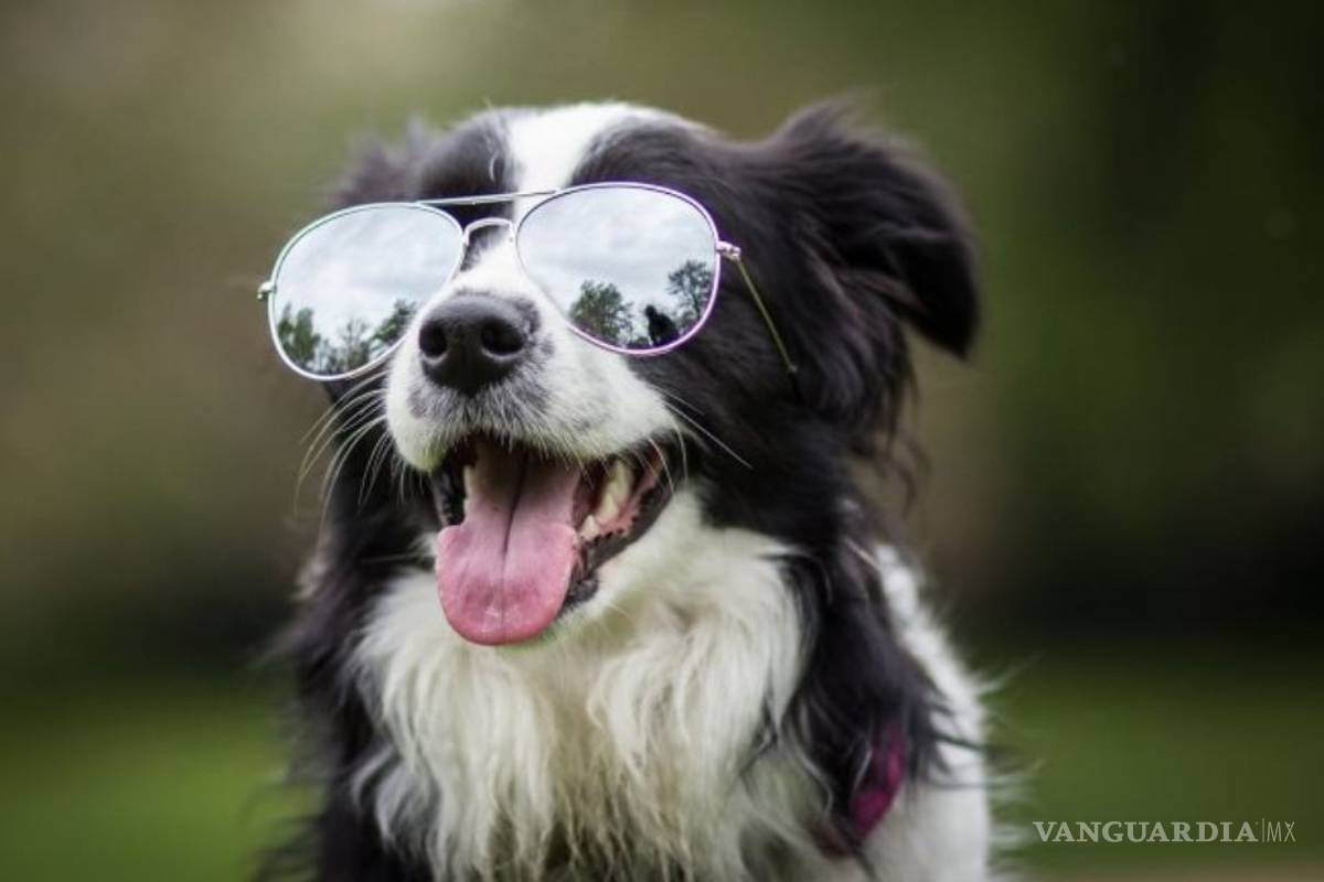 ¿Cuáles son las 10 razas de perros más inteligentes?