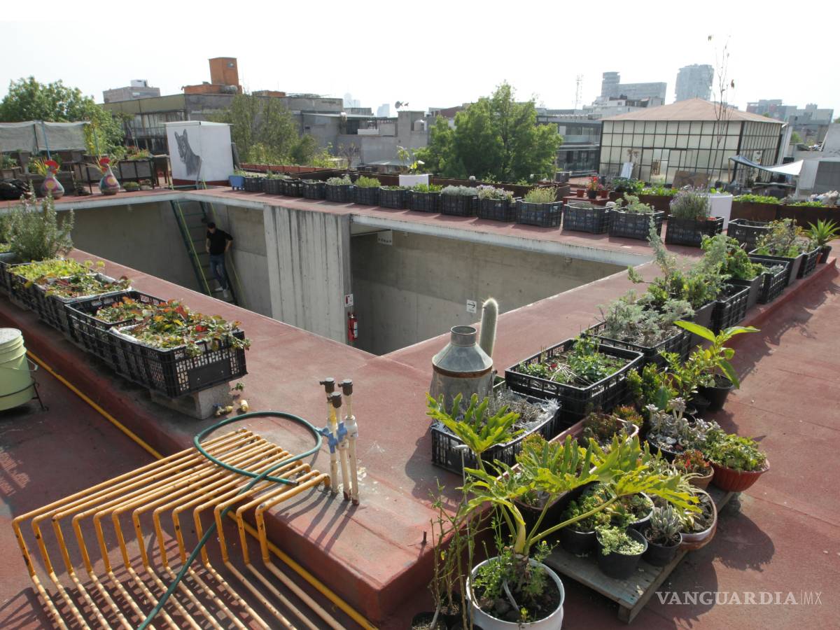 $!Huertos urbanos, pequeños pulmones que respiran en las azoteas de la Ciudad de México