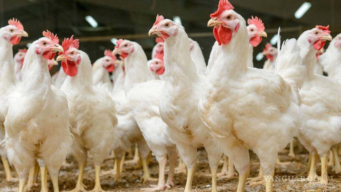 Hong Kong suspende la compra de pollos de Guanajuato por gripe aviar