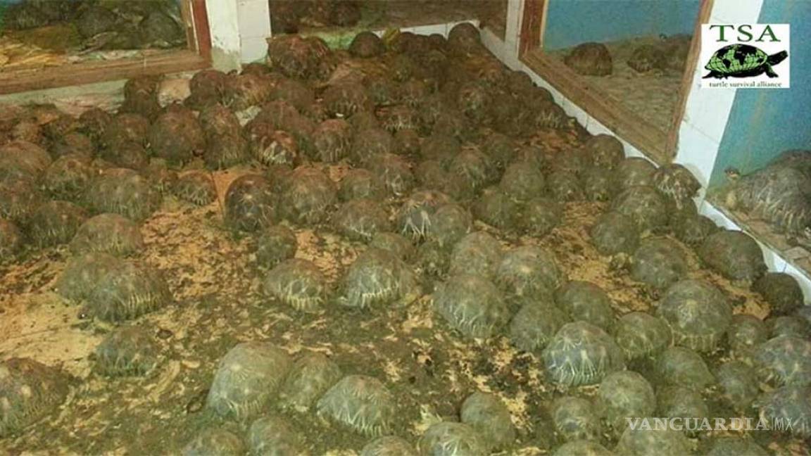 Rescatan a más de 10 mil tortugas encerradas sin alimento ni agua en Madagascar