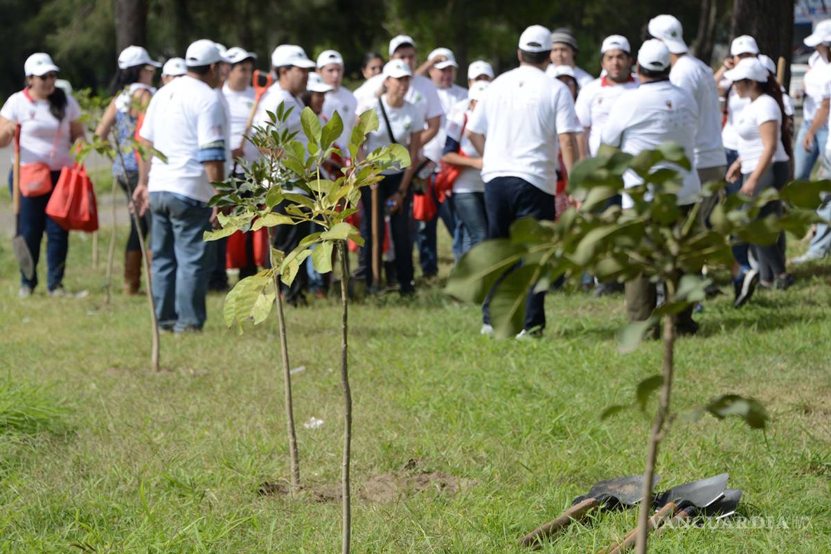 Se reforestan 170 mil hectáreas por año: Semarnat