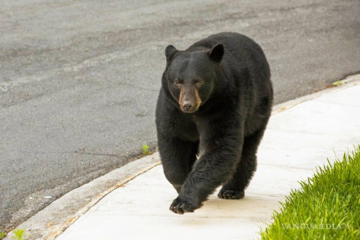 Continuará el avistamiento de osos en Piedras Negras, exhortan para evitar alimentarlos
