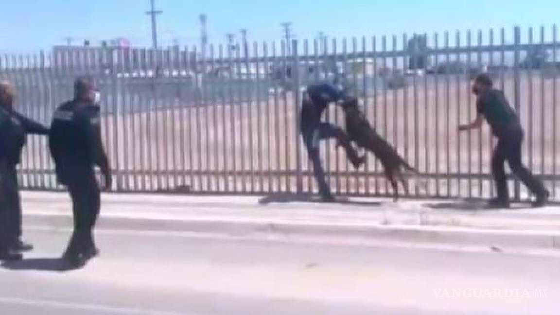 El impactante momento en que un perro policía evita suicidio de migrante en Mexicali (video)