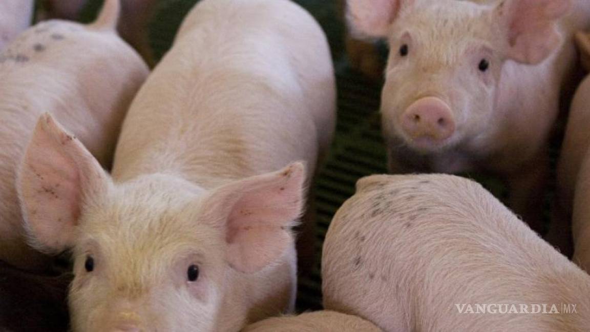 Trabajan científicos para evitar el ingreso de la Peste Porcina Africana al continente americano