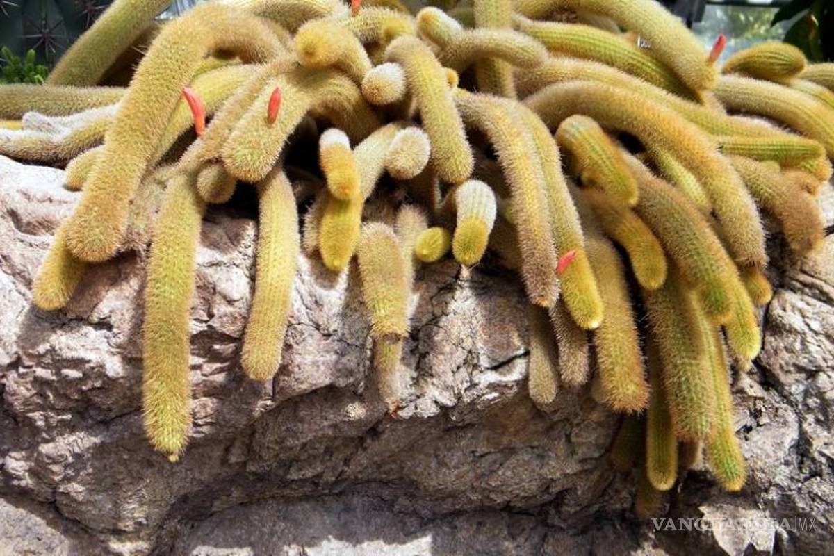 $!Entre cactus y suculentas, las plantas ideales para dar vida a tu hogar