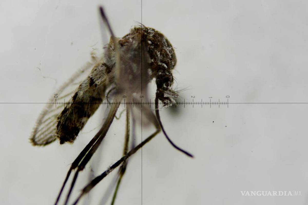Un año con zika, el misterioso azote que afecta a Brasil