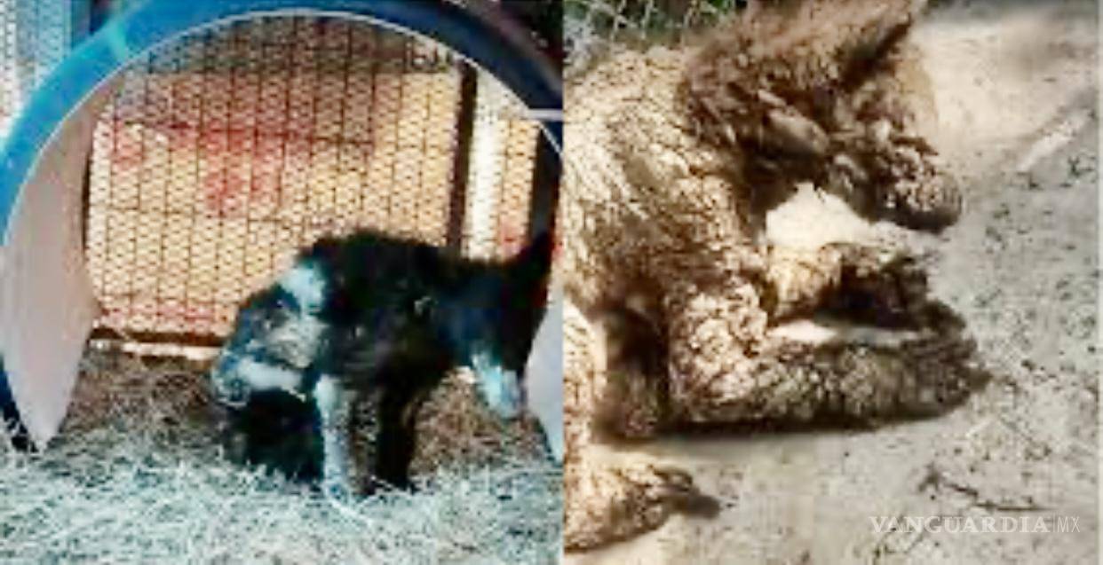 $!A la izquierda, Mina al llegar hace 2 años al zoológico de La Pastora. A la derecha, tal cual la entregaron después del trato criminal que recibió el animalito por parte de ese lugar.