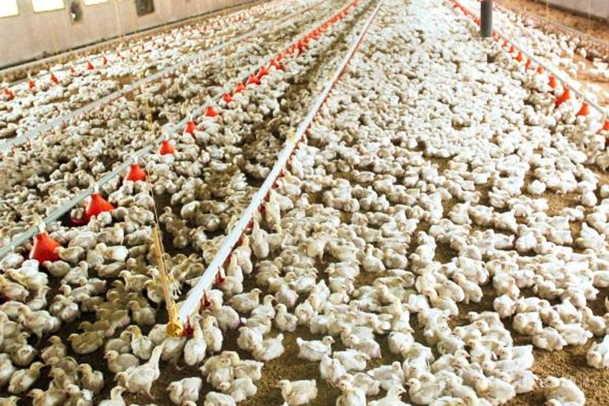 México reporta primer caso de gripe aviar H5N1 altamente patógena